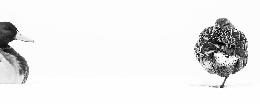 55 Best Bird Photos Of 2017 Have Been Announced, And They&#8217;re Truly Amazing