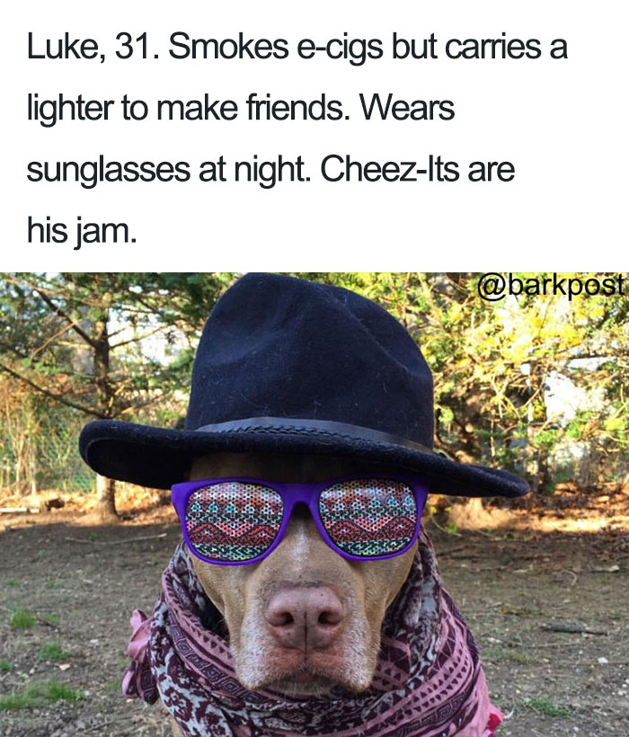 63 Dog Bios That Will Hilariously Remind You Of Somebody You Know 63 Dog Bios That Will Hilariously Remind You Of Somebody You Know