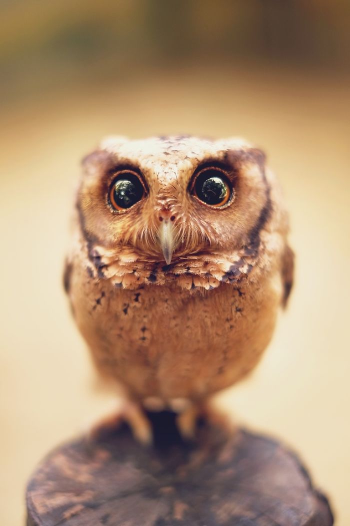 Photographer Captures The Hypnotising Beauty Of Owls In 30 Striking Portraits Photographer Captures The Hypnotising Beauty Of Owls In 30 Striking Portraits