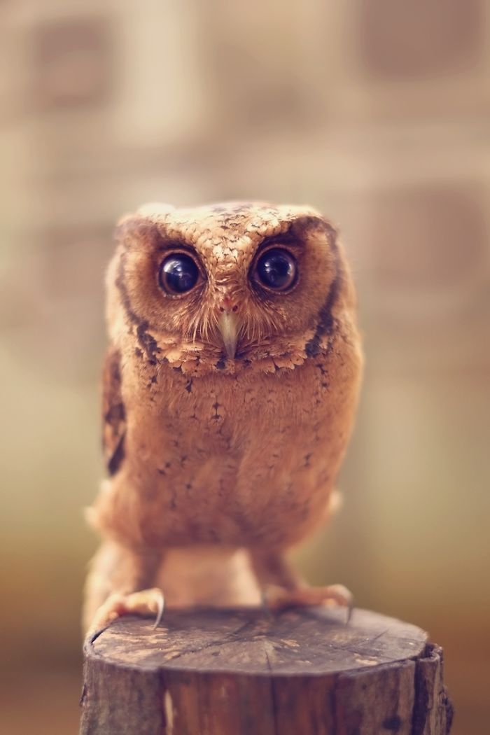 Photographer Captures The Hypnotising Beauty Of Owls In 30 Striking Portraits Photographer Captures The Hypnotising Beauty Of Owls In 30 Striking Portraits