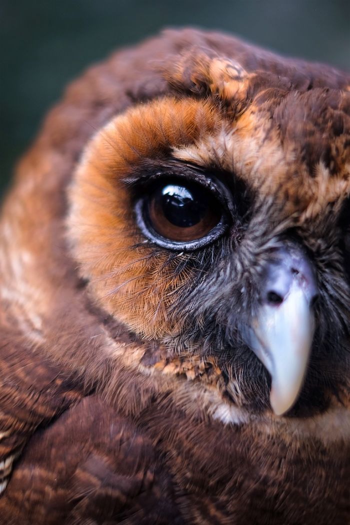 Photographer Captures The Hypnotising Beauty Of Owls In 30 Striking Portraits Photographer Captures The Hypnotising Beauty Of Owls In 30 Striking Portraits