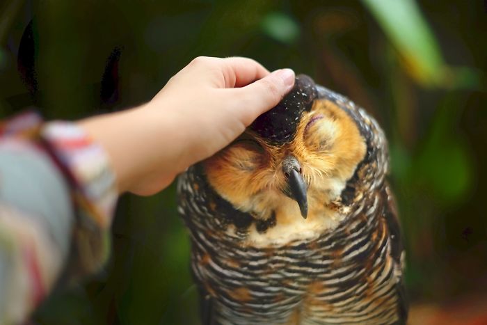 Photographer Captures The Hypnotising Beauty Of Owls In 30 Striking Portraits Photographer Captures The Hypnotising Beauty Of Owls In 30 Striking Portraits