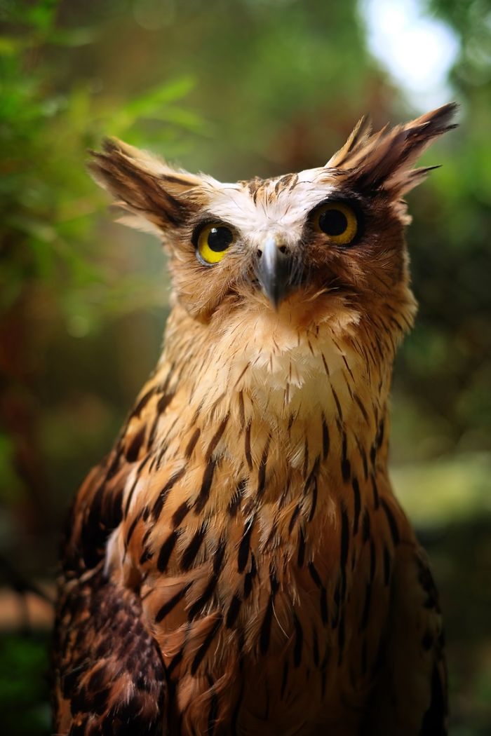 Photographer Captures The Hypnotising Beauty Of Owls In 30 Striking Portraits Photographer Captures The Hypnotising Beauty Of Owls In 30 Striking Portraits
