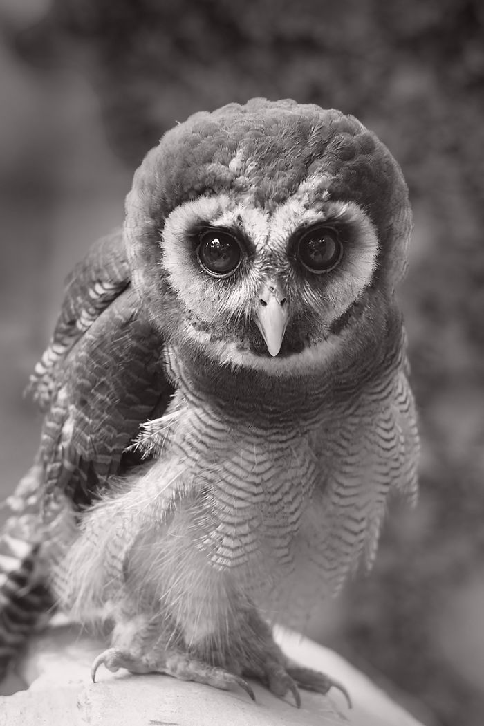 Photographer Captures The Hypnotising Beauty Of Owls In 30 Striking Portraits Photographer Captures The Hypnotising Beauty Of Owls In 30 Striking Portraits
