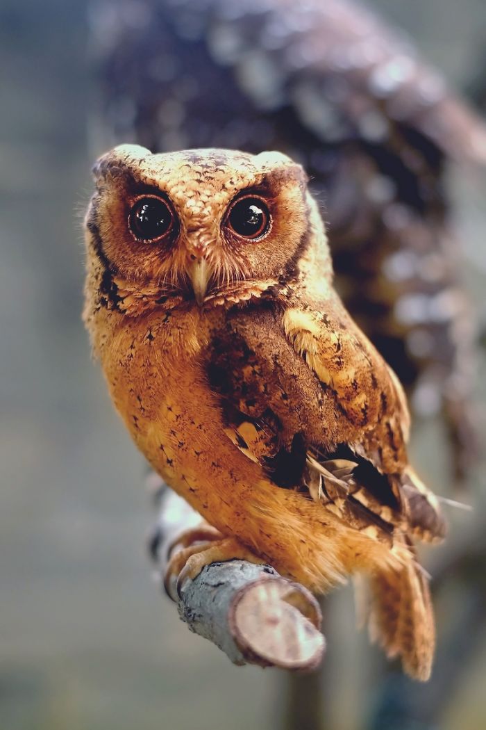 Photographer Captures The Hypnotising Beauty Of Owls In 30 Striking Portraits Photographer Captures The Hypnotising Beauty Of Owls In 30 Striking Portraits
