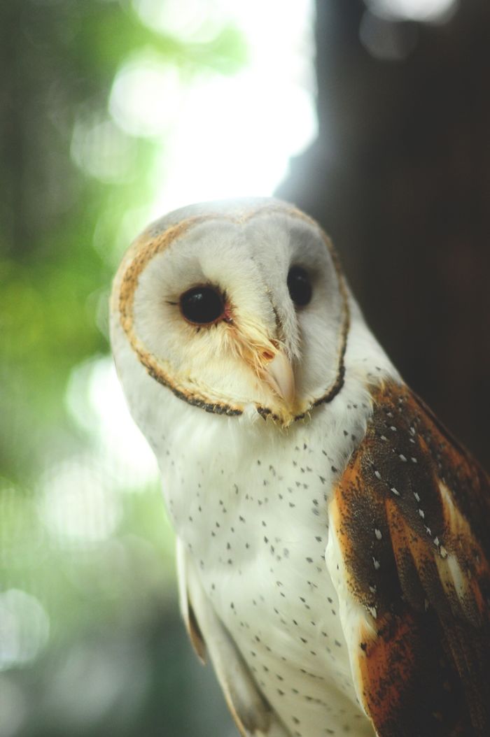 Photographer Captures The Hypnotising Beauty Of Owls In 30 Striking Portraits Photographer Captures The Hypnotising Beauty Of Owls In 30 Striking Portraits