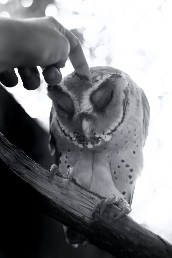 Photographer Captures The Hypnotising Beauty Of Owls In 30 Striking Portraits Photographer Captures The Hypnotising Beauty Of Owls In 30 Striking Portraits