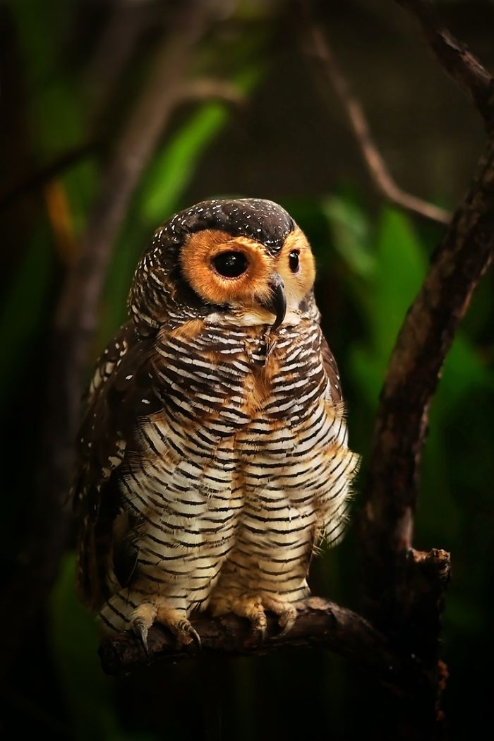Photographer Captures The Hypnotising Beauty Of Owls In 30 Striking Portraits Photographer Captures The Hypnotising Beauty Of Owls In 30 Striking Portraits