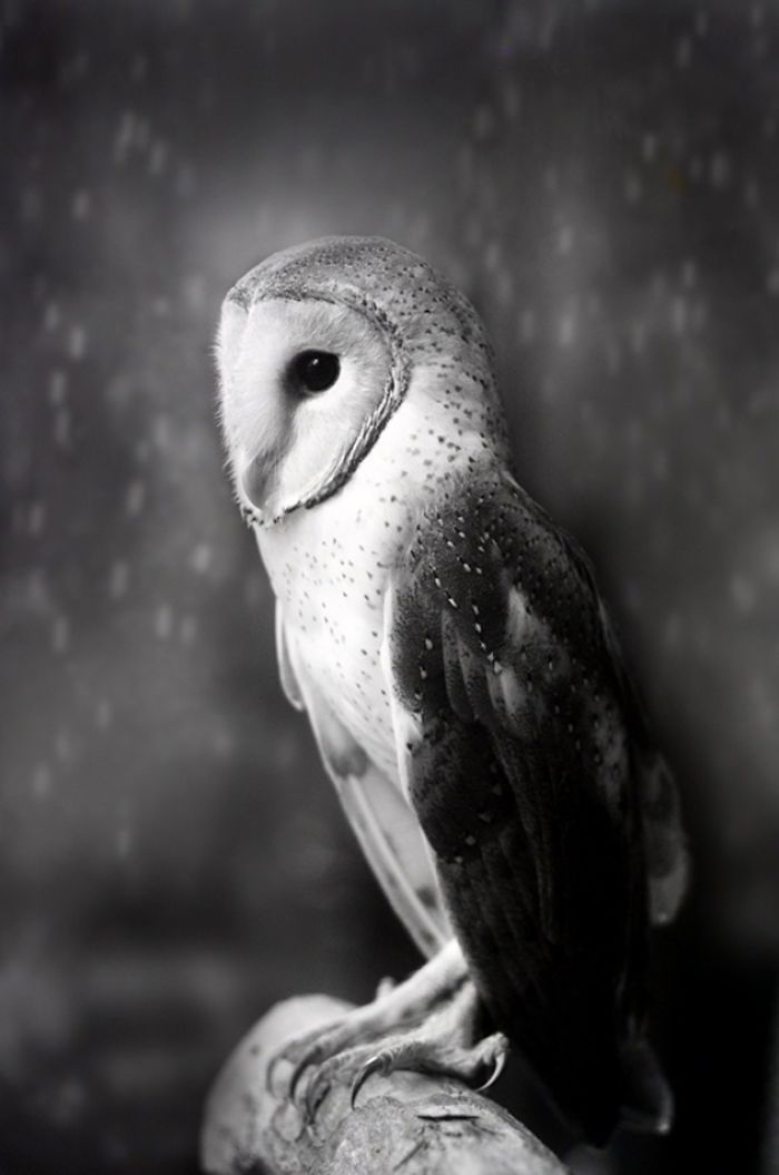 Photographer Captures The Hypnotising Beauty Of Owls In 30 Striking Portraits Photographer Captures The Hypnotising Beauty Of Owls In 30 Striking Portraits