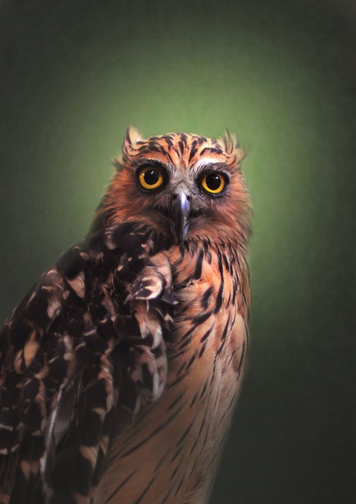 Photographer Captures The Hypnotising Beauty Of Owls In 30 Striking Portraits Photographer Captures The Hypnotising Beauty Of Owls In 30 Striking Portraits