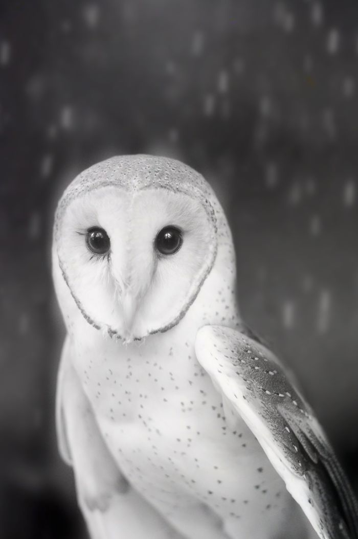 Photographer Captures The Hypnotising Beauty Of Owls In 30 Striking Portraits Photographer Captures The Hypnotising Beauty Of Owls In 30 Striking Portraits