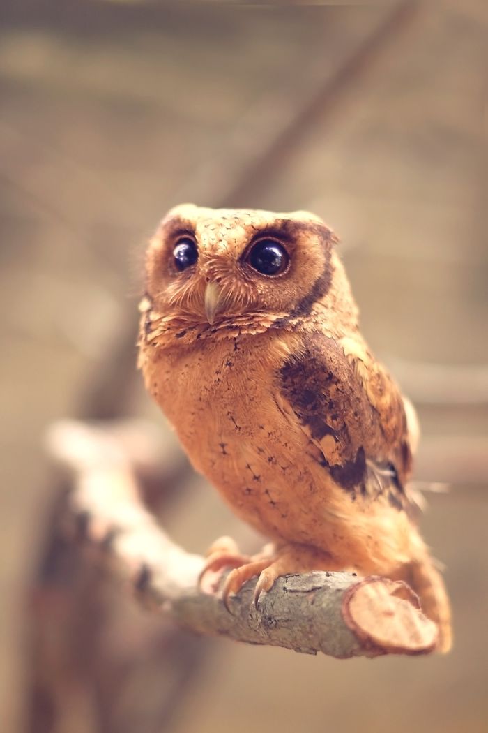 Photographer Captures The Hypnotising Beauty Of Owls In 30 Striking Portraits Photographer Captures The Hypnotising Beauty Of Owls In 30 Striking Portraits