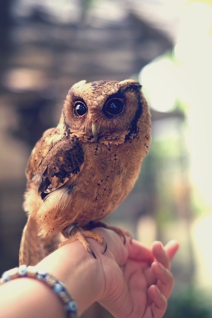 Photographer Captures The Hypnotising Beauty Of Owls In 30 Striking Portraits Photographer Captures The Hypnotising Beauty Of Owls In 30 Striking Portraits