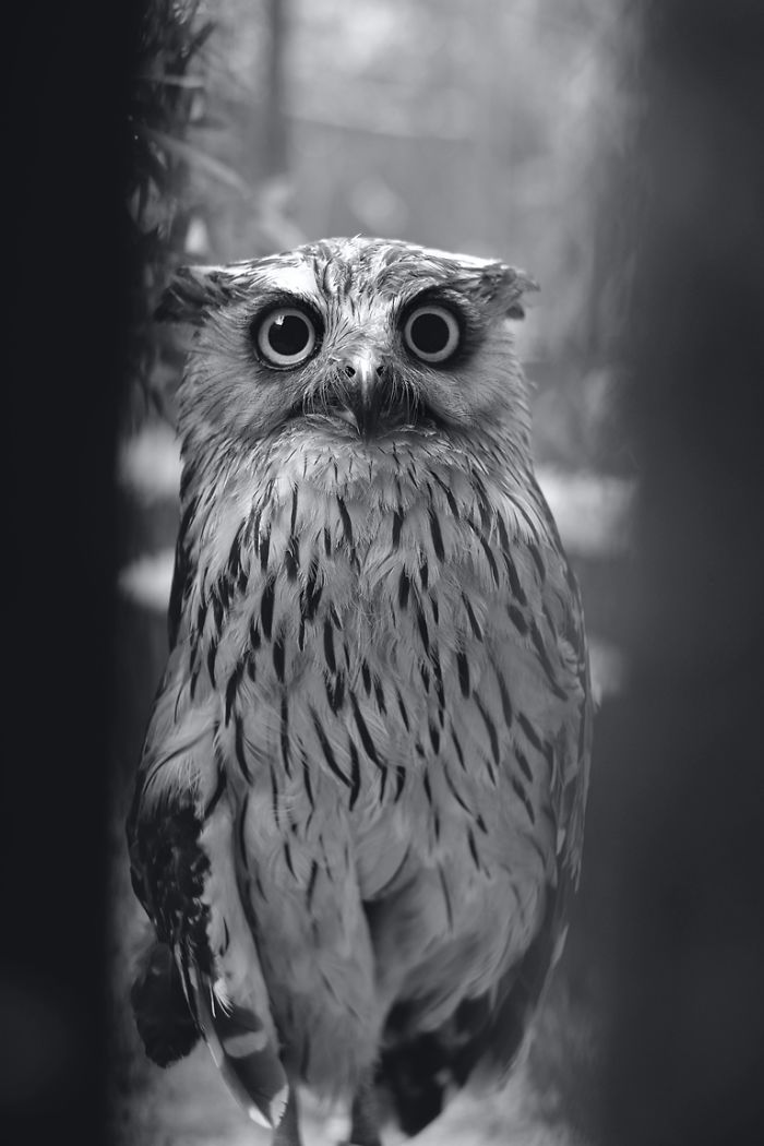 Photographer Captures The Hypnotising Beauty Of Owls In 30 Striking Portraits Photographer Captures The Hypnotising Beauty Of Owls In 30 Striking Portraits