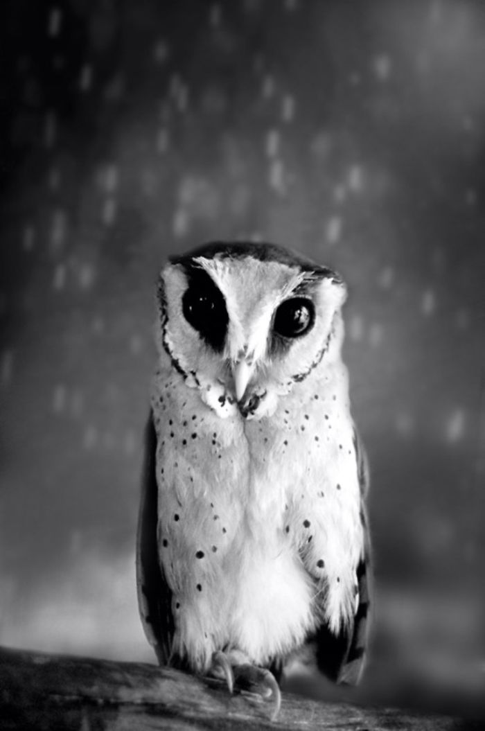Photographer Captures The Hypnotising Beauty Of Owls In 30 Striking Portraits Photographer Captures The Hypnotising Beauty Of Owls In 30 Striking Portraits