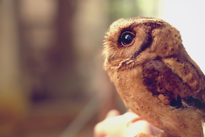 Photographer Captures The Hypnotising Beauty Of Owls In 30 Striking Portraits Photographer Captures The Hypnotising Beauty Of Owls In 30 Striking Portraits
