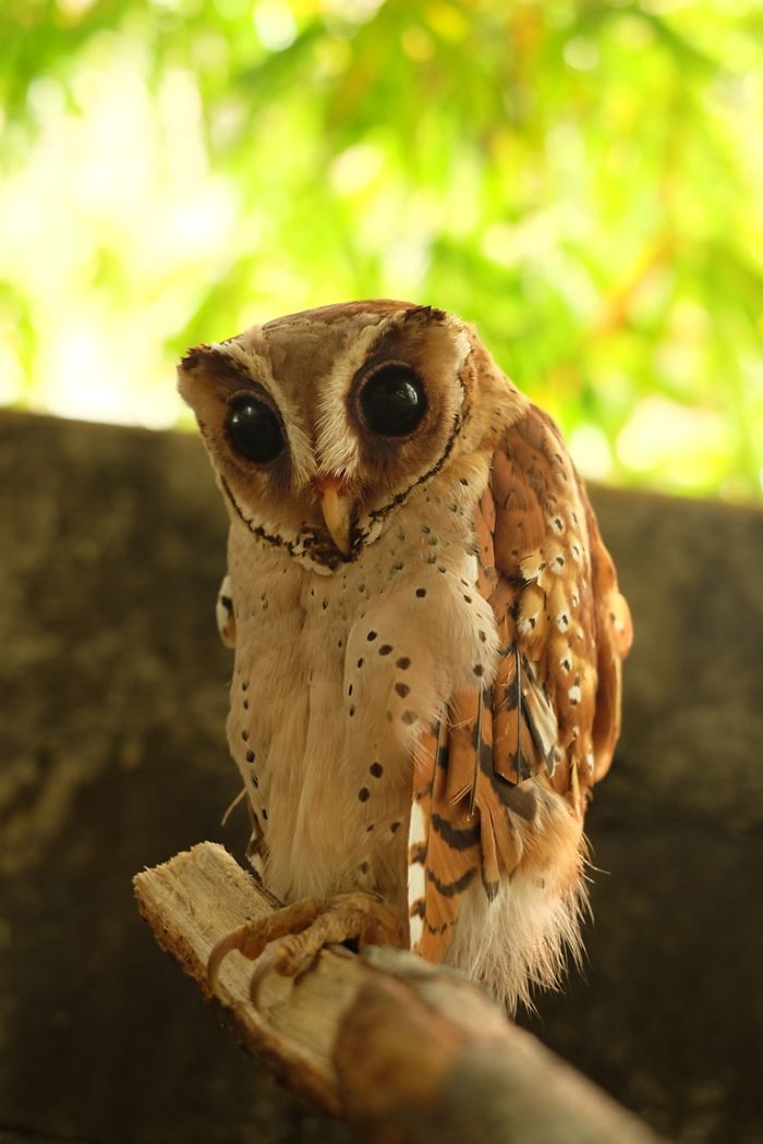 Photographer Captures The Hypnotising Beauty Of Owls In 30 Striking Portraits Photographer Captures The Hypnotising Beauty Of Owls In 30 Striking Portraits