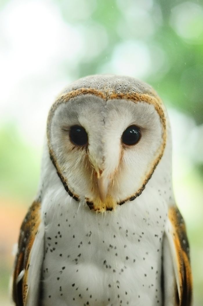 Photographer Captures The Hypnotising Beauty Of Owls In 30 Striking Portraits Photographer Captures The Hypnotising Beauty Of Owls In 30 Striking Portraits