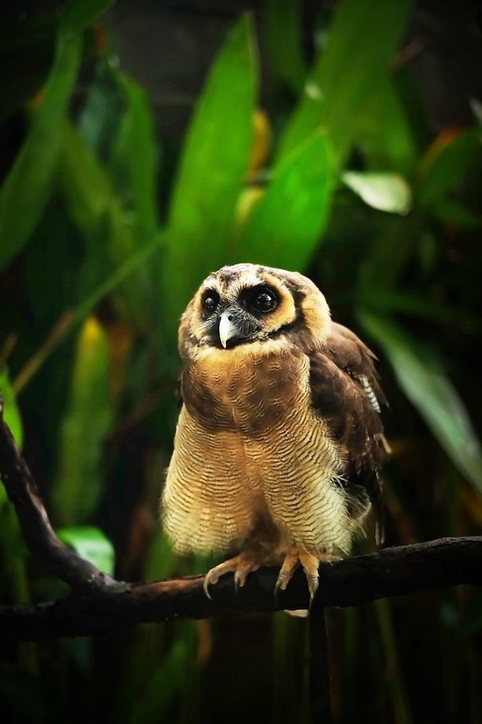 Photographer Captures The Hypnotising Beauty Of Owls In 30 Striking Portraits Photographer Captures The Hypnotising Beauty Of Owls In 30 Striking Portraits