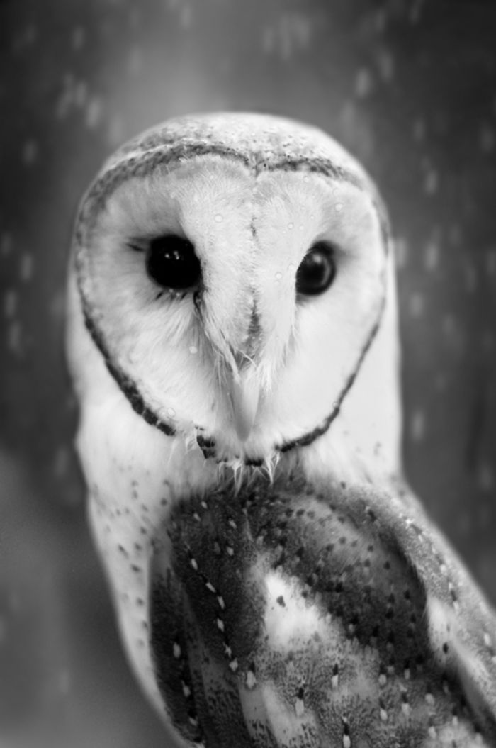 Photographer Captures The Hypnotising Beauty Of Owls In 30 Striking Portraits Photographer Captures The Hypnotising Beauty Of Owls In 30 Striking Portraits