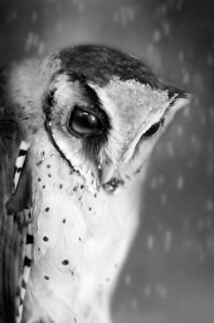 Photographer Captures The Hypnotising Beauty Of Owls In 30 Striking Portraits Photographer Captures The Hypnotising Beauty Of Owls In 30 Striking Portraits