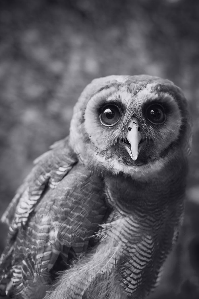 Photographer Captures The Hypnotising Beauty Of Owls In 30 Striking Portraits Photographer Captures The Hypnotising Beauty Of Owls In 30 Striking Portraits