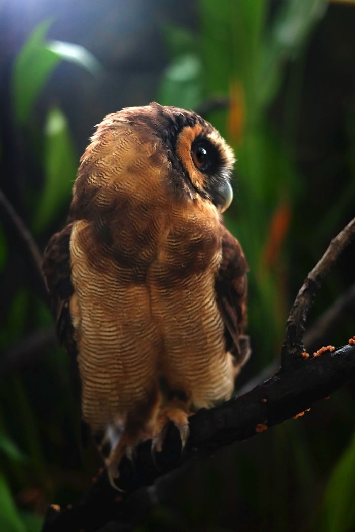 Photographer Captures The Hypnotising Beauty Of Owls In 30 Striking Portraits Photographer Captures The Hypnotising Beauty Of Owls In 30 Striking Portraits