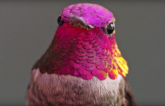 Woman Develops Bond With Over 200 Hummingbirds, Now They Complain If She&#8217;s Late To Feed Them