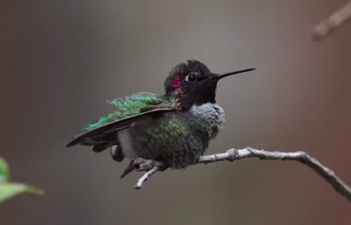 Woman Develops Bond With Over 200 Hummingbirds, Now They Complain If She&#8217;s Late To Feed Them