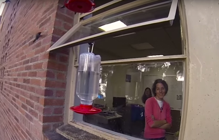 Woman Develops Bond With Over 200 Hummingbirds, Now They Complain If She&#8217;s Late To Feed Them