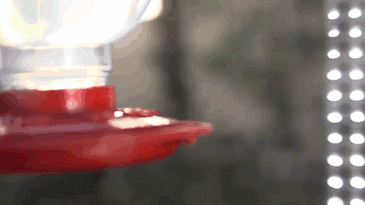 Woman Develops Bond With Over 200 Hummingbirds, Now They Complain If She&#8217;s Late To Feed Them