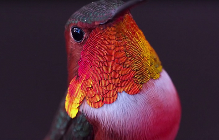 Woman Develops Bond With Over 200 Hummingbirds, Now They Complain If She&#8217;s Late To Feed Them