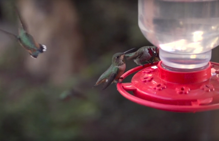 Woman Develops Bond With Over 200 Hummingbirds, Now They Complain If She&#8217;s Late To Feed Them