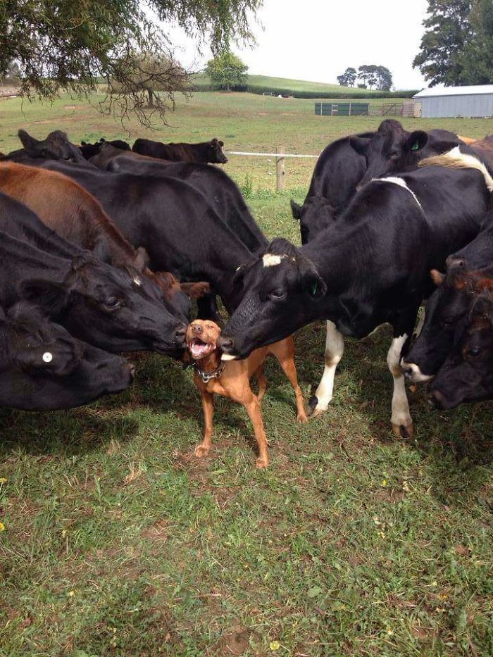 30 Adorable Cow Photos That Prove They Are Just Big Dogs