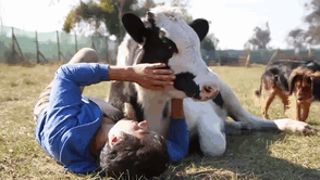 30 Adorable Cow Photos That Prove They Are Just Big Dogs