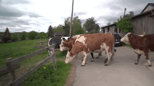 30 Adorable Cow Photos That Prove They Are Just Big Dogs