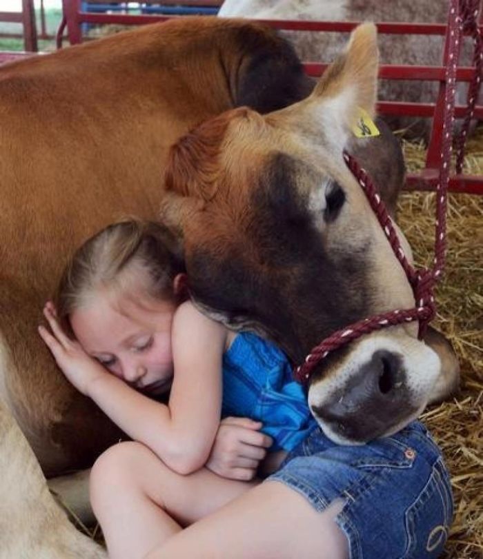 30 Adorable Cow Photos That Prove They Are Just Big Dogs
