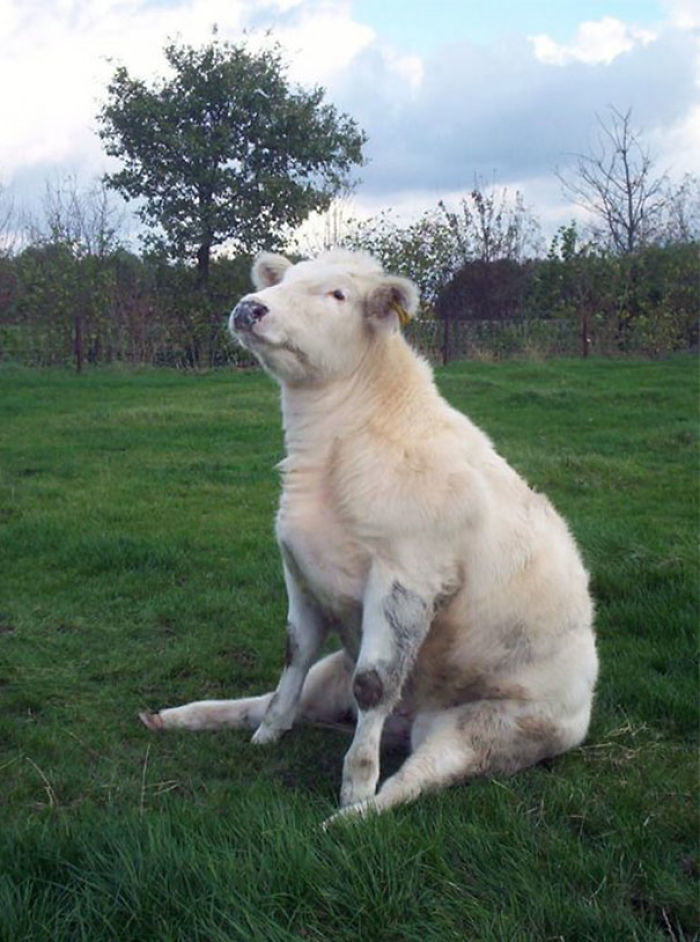 30 Adorable Cow Photos That Prove They Are Just Big Dogs