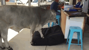 30 Adorable Cow Photos That Prove They Are Just Big Dogs