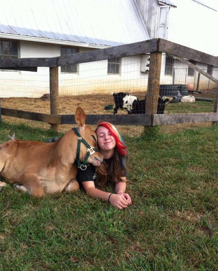 30 Adorable Cow Photos That Prove They Are Just Big Dogs
