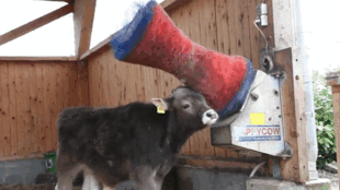 30 Adorable Cow Photos That Prove They Are Just Big Dogs