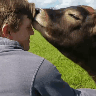 30 Adorable Cow Photos That Prove They Are Just Big Dogs