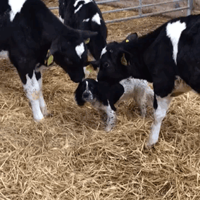 30 Adorable Cow Photos That Prove They Are Just Big Dogs
