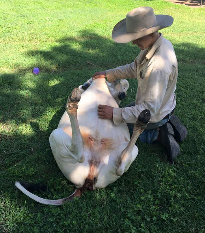 30 Adorable Cow Photos That Prove They Are Just Big Dogs