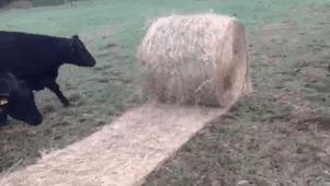 30 Adorable Cow Photos That Prove They Are Just Big Dogs