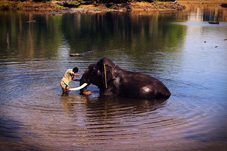 I Spent Some Time At The Dubare, Karnataka And Could Not Feel Enough Affection For The Elephants There I Spent Some Time At The Dubare, Karnataka And Could Not Feel Enough Affection For The Elephants There