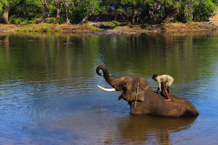 I Spent Some Time At The Dubare, Karnataka And Could Not Feel Enough Affection For The Elephants There I Spent Some Time At The Dubare, Karnataka And Could Not Feel Enough Affection For The Elephants There