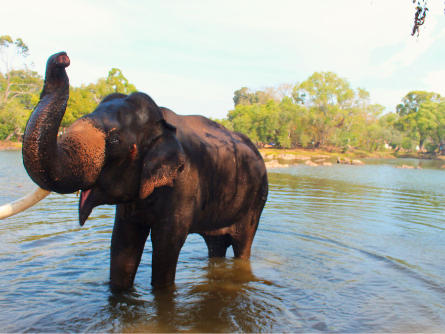 I Spent Some Time At The Dubare, Karnataka And Could Not Feel Enough Affection For The Elephants There I Spent Some Time At The Dubare, Karnataka And Could Not Feel Enough Affection For The Elephants There