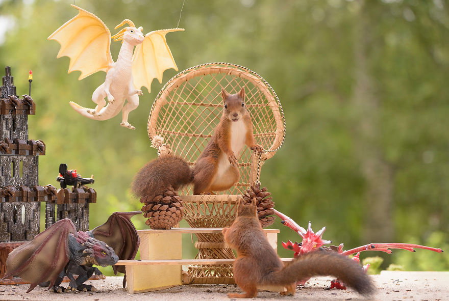 Squirrel Game Of Thrones Squirrel Game Of Thrones