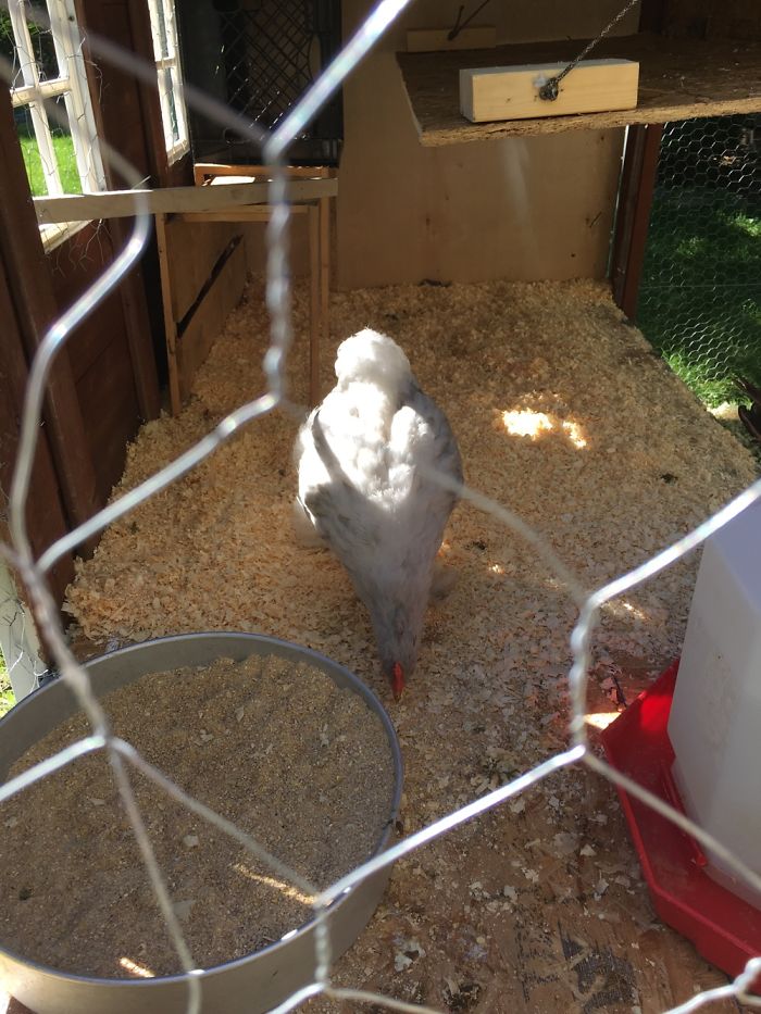 Chicken Coup Out Of Repurposed Playhouse Chicken Coup Out Of Repurposed Playhouse